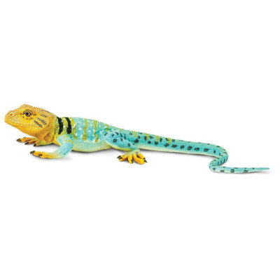 Lézard à collier