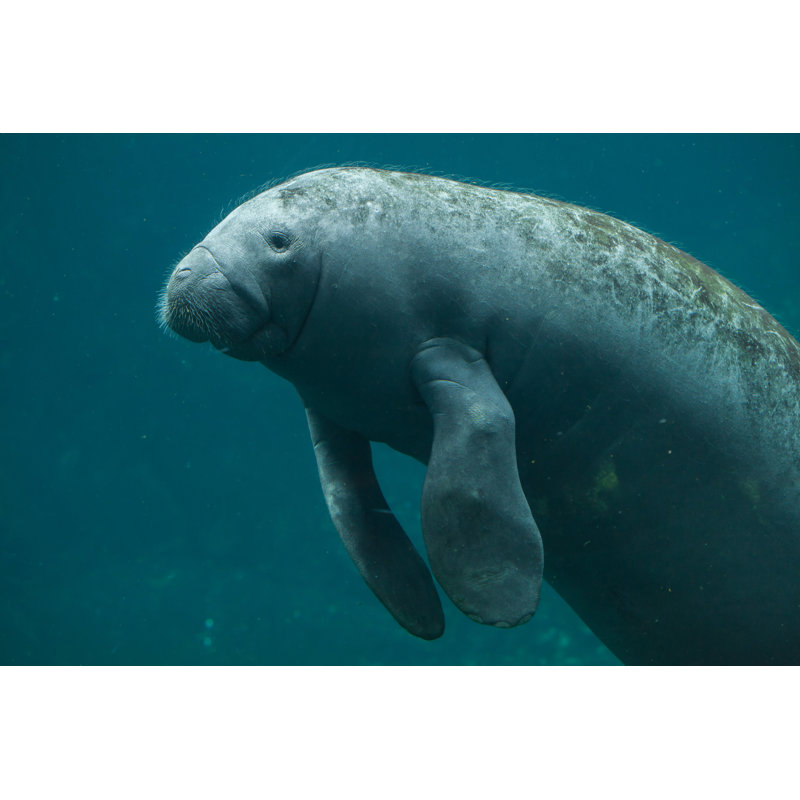 Antillean Manatee - Wrapped Canvas Print, 61cm H x 91cm W