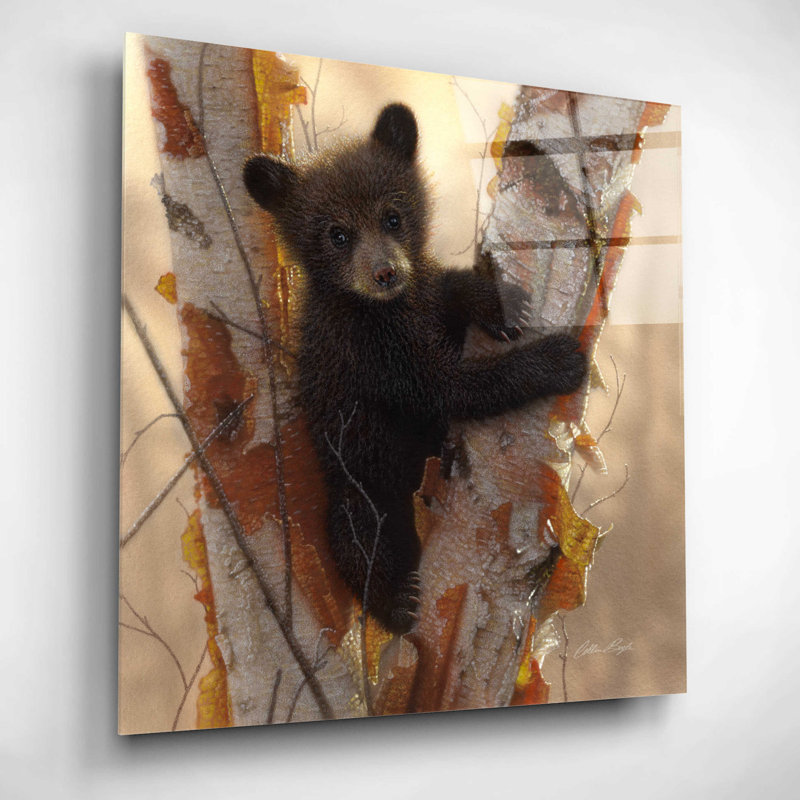 «Curious Cub I» par Collin Bogle - impression sans cadre, H 12 po x l 12 po x P 0,13 po