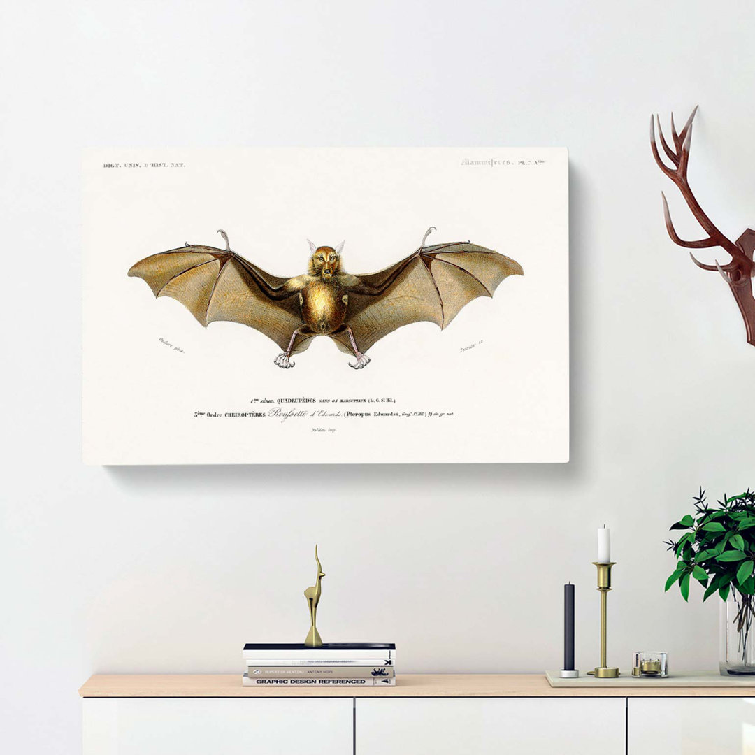 Bat Illustration by Charles D Orbigny - Wrapped Canvas