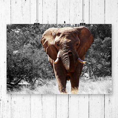 Elephant - Frameless Print