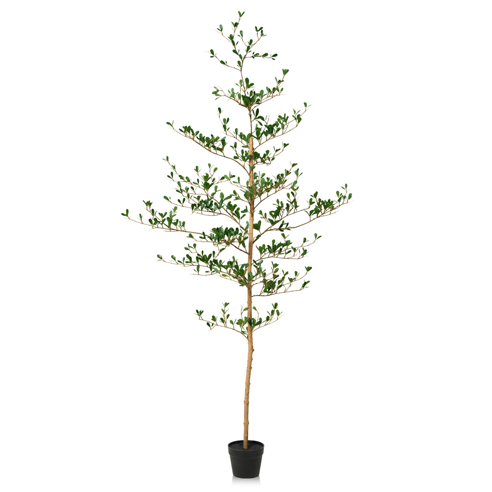 Adcock Olive Tree in Pot, 72" H x 22" W x 22" D
