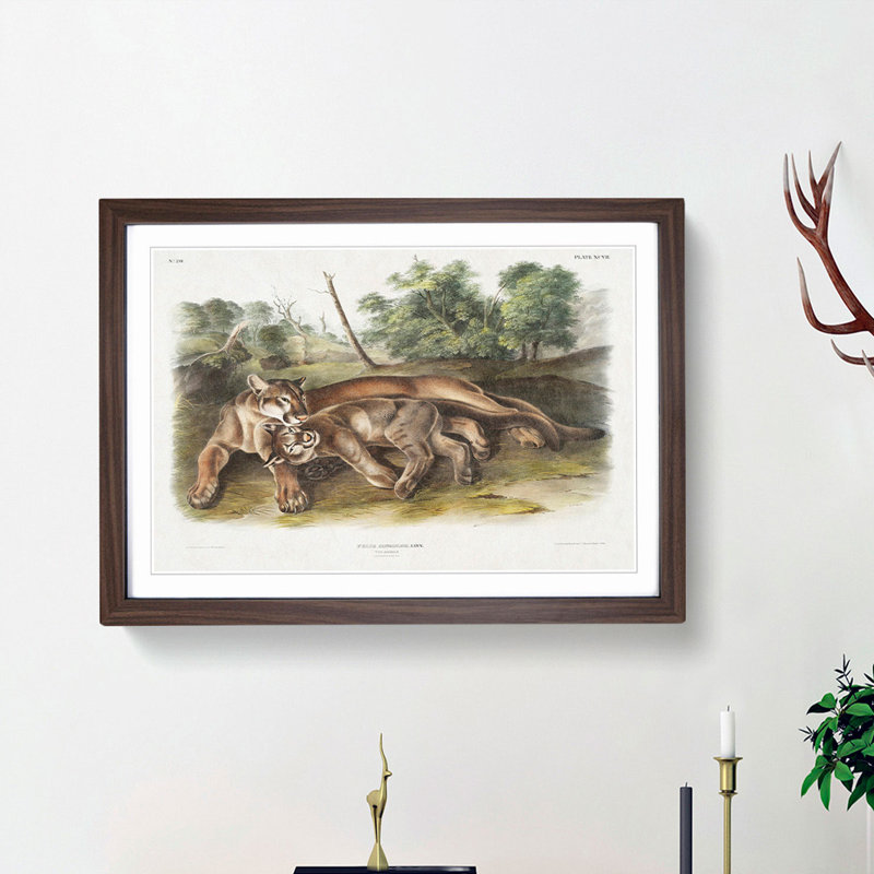 Two Cougars by J.W. Audubon - Picture Frame Painting Print, Walnut Framed, 27cm H x 36cm W x 2cm D