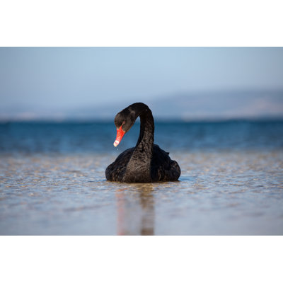 Cygne noir par Mayo5