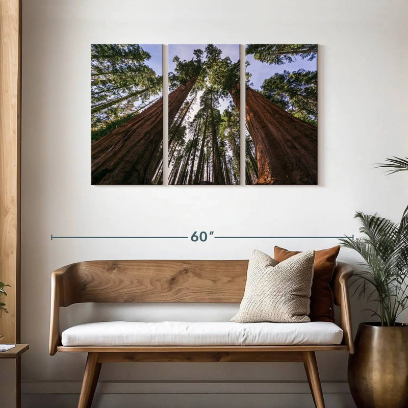 Sequoias From Below, 28" H x 45" W