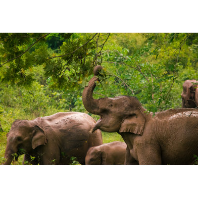 Herd Of Elephants - Wrapped Canvas Print
