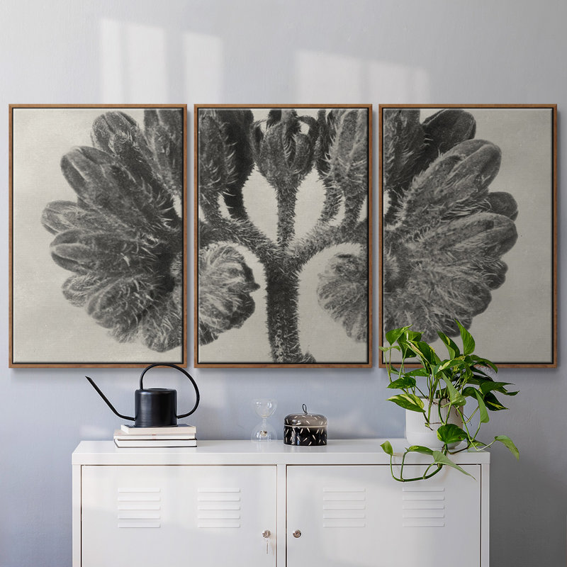 Blossfeldt Botanical III 3 pièces, H 36 po x l 75 po x P 2 po, Noyer