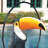 Statue toucan touco Tropical