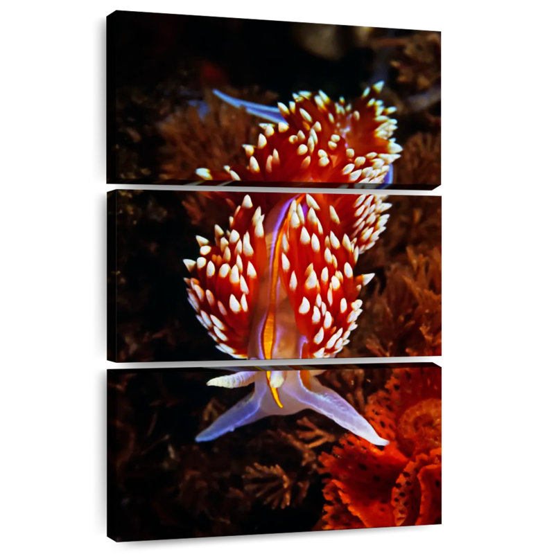 Brampt Exotic Nudibranch, 32" H x 20" W