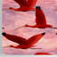 Tropical Pink Birds At Sunset Wallpaper