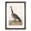 Hutchins Barnacle Goose by John Audubon - Picture Frame Painting Print-55578926-55578931