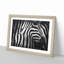 Stripes of the Zebras - Picture Frame Graphic Art-56706254-56706252