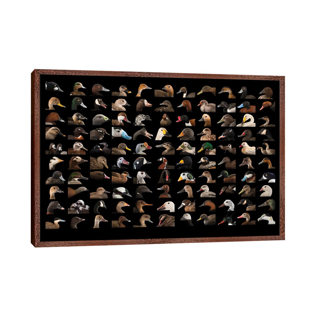 A Composite Of 110 Species Of Ducks And Geese von Joel Sartore - Gallery-Wrapped Canvas Giclée