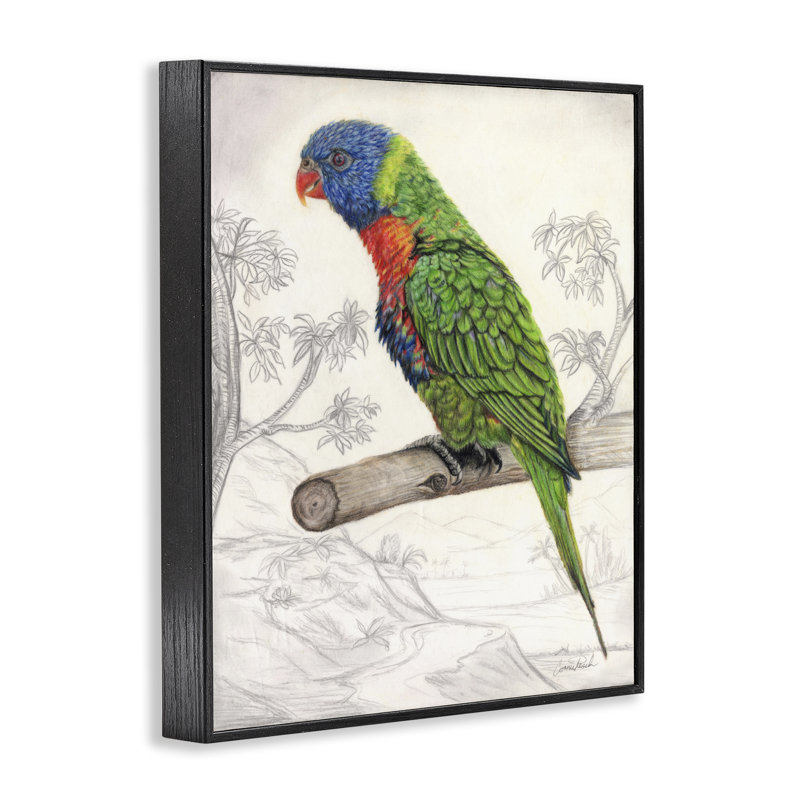 Art à giclée de Lorikeet par Connie Resch, Giclée encadrée noir minuit, H 14 po x l 11 po