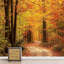 Murale d'automne «Orange Forest Path»-88769882