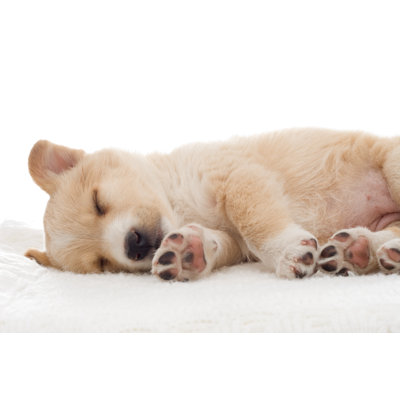 Chiot - photographie sur toile tendue