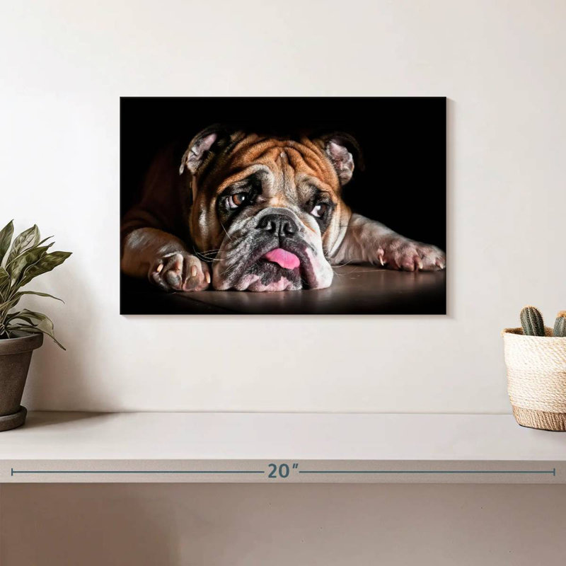 Triste bouledogue, H 8 po x l 12 po