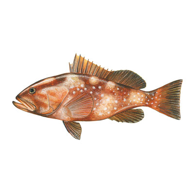" Red Grouper Fish " by Ed Capeau