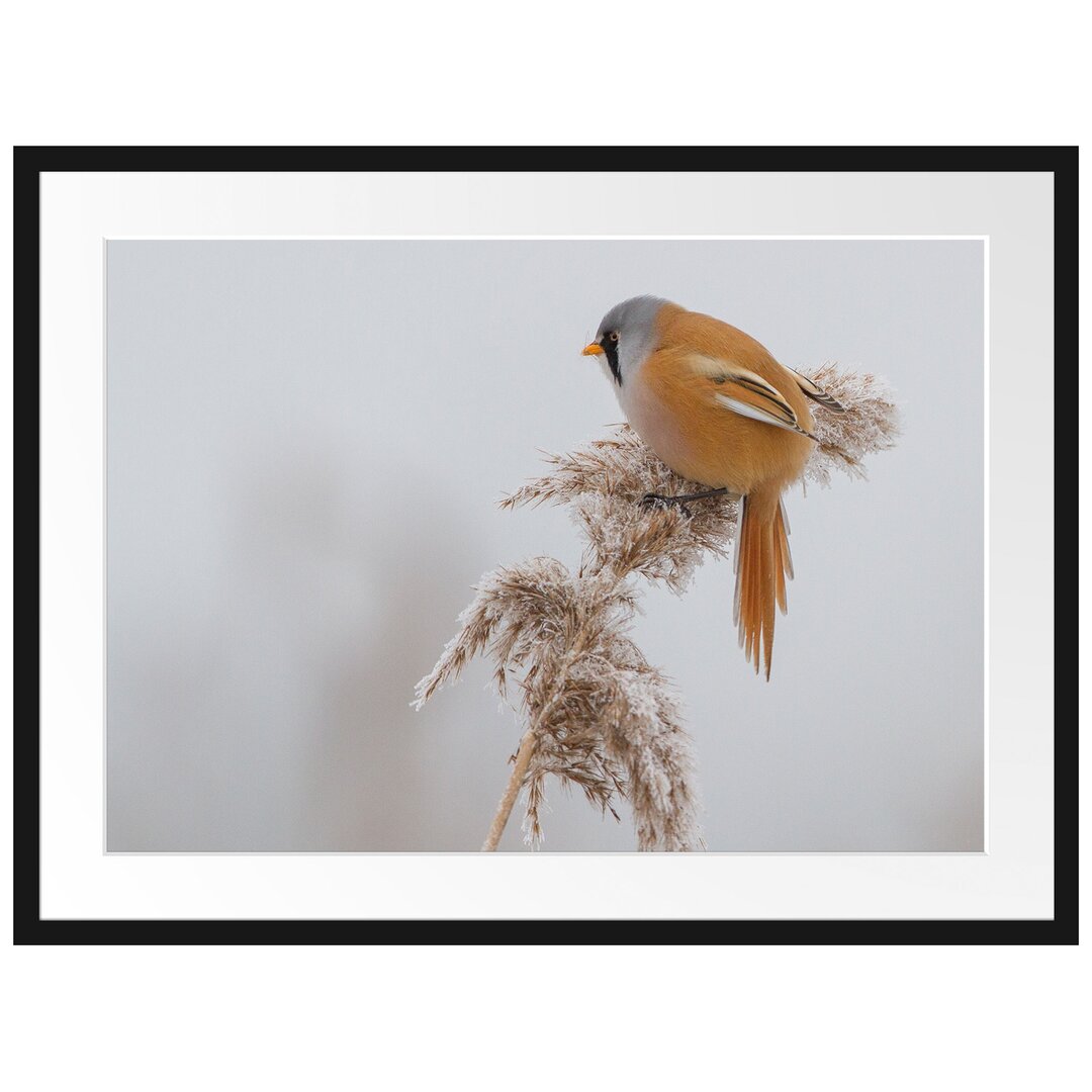 Gerahmtes Poster Vogel auf Weizen im Winter