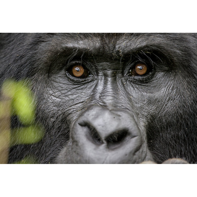 Portrait Of The Endangered Silverback Mountain Gorillas - Wrapped Canvas Print, 61cm H x 91cm W x 3.8cm D