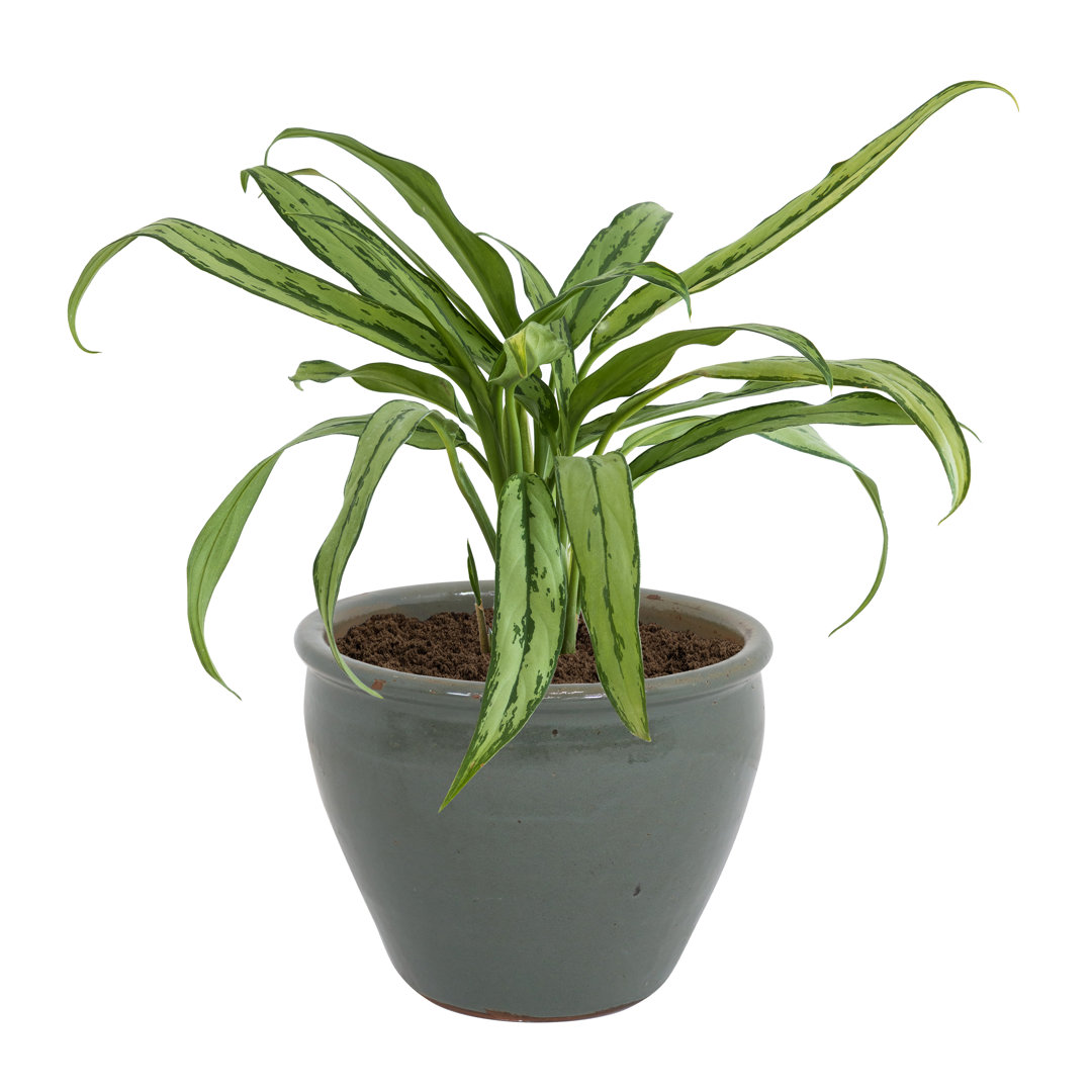 Jardinière d'extérieur ronde en céramique 14,5" x 14,5" x 11,25" Alawi Ebern Designs 