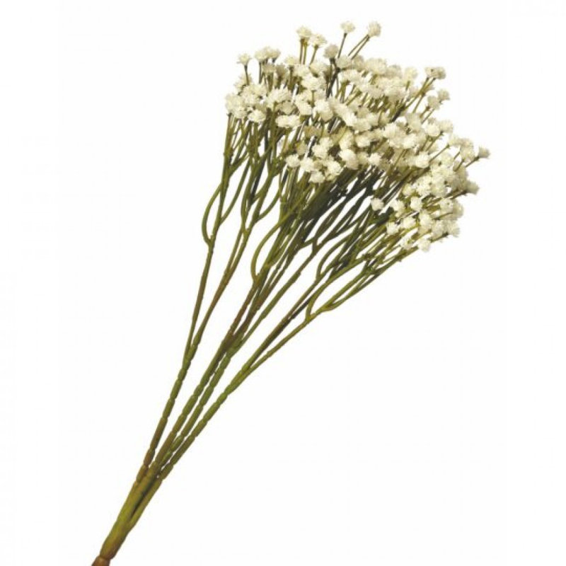Fleurs de gypophile blanches