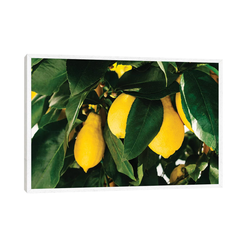 Amalfi Coast Lemons I by Bethany Young - Print on Canvas, 66.04cm H x 101.6cm W x 3.81cm D, White Framed
