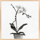 Orchid Study 1 Print by Simon Schneiderman