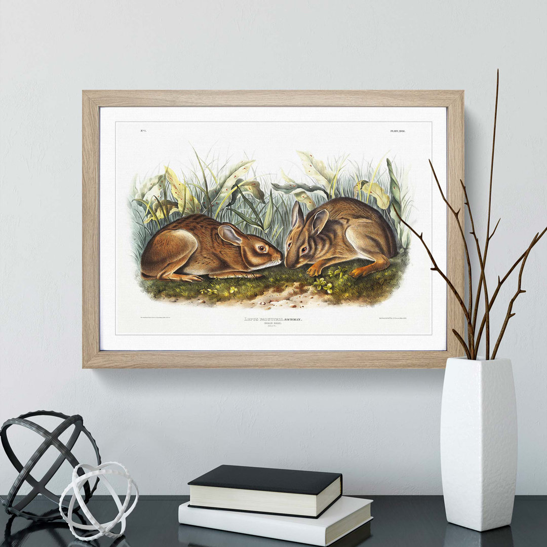 Marsh Hares by J.W. Audubon - Framed Print