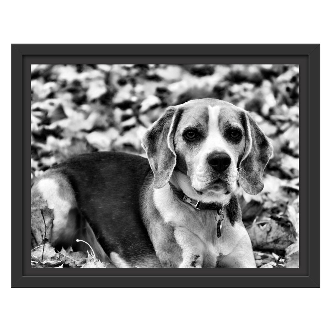 Gerahmtes Wandbild kleiner BeagleLaub