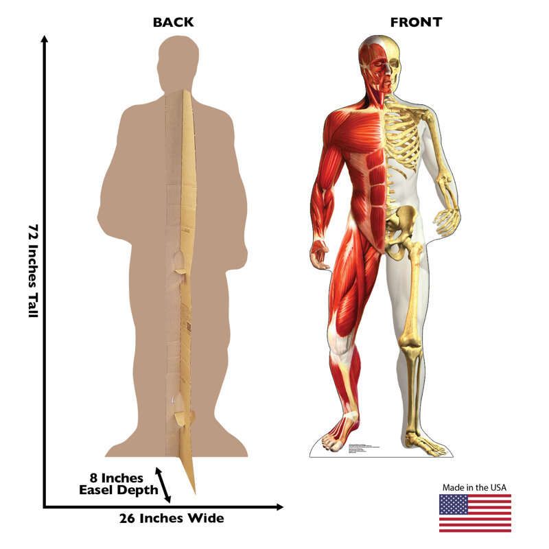 72'' Anatomy Cardboard Standup with Muscle and Skeleton