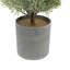 Pin en pot