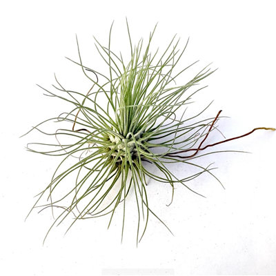 Air Plant Futcsii 2PK 2"-3"