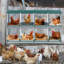 Boîtes de nidification pour poulets en métal 8 compartiments