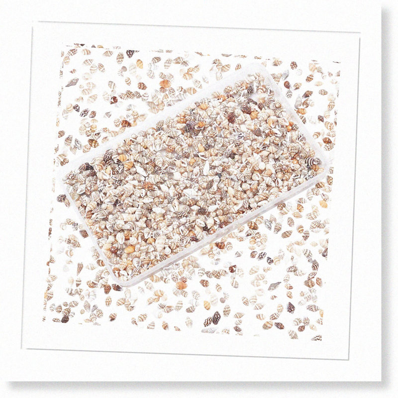 Ocean Spiral Seashells 1400-1500pcs Tiny Crushed Shells