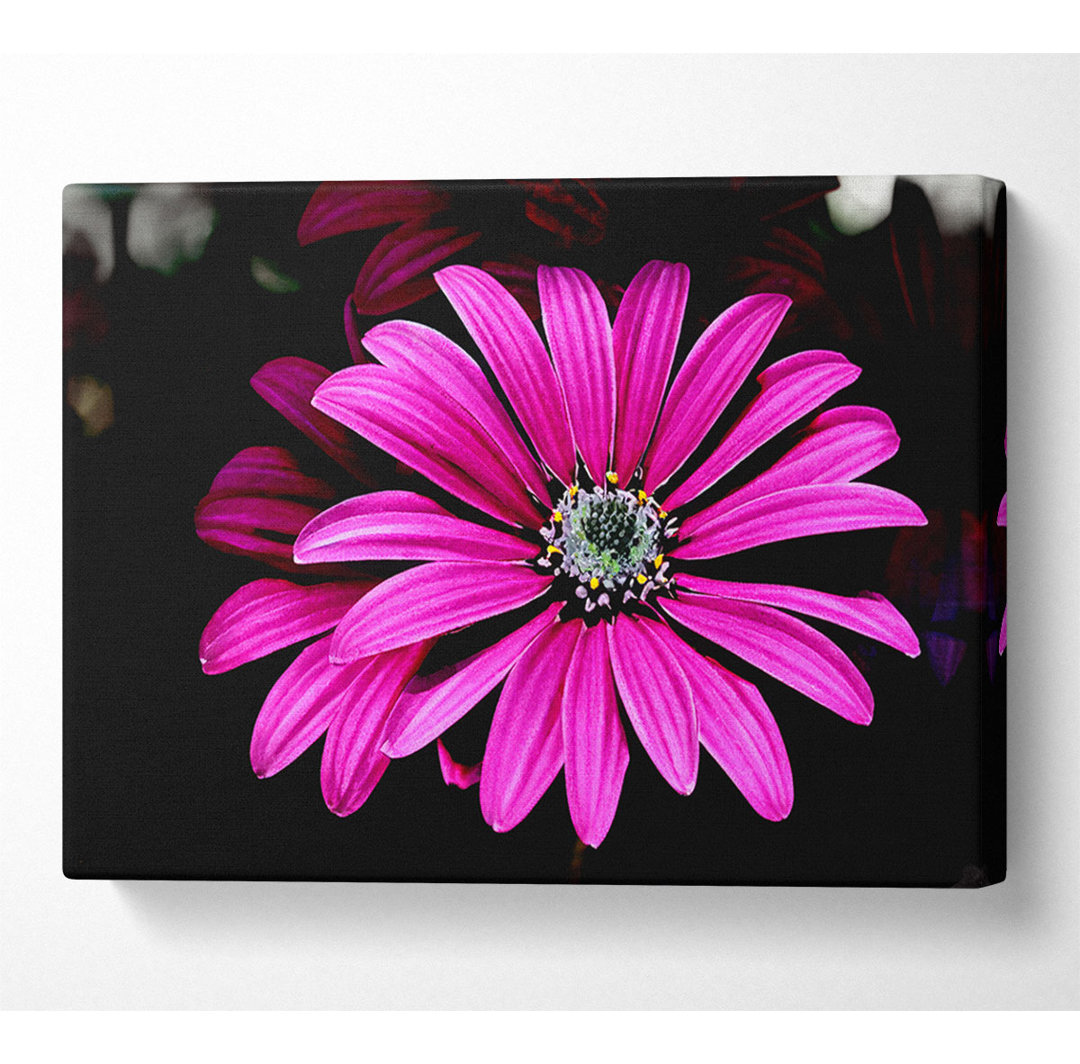 Cerise Daisy Petals - Kunstdrucke auf Leinwand - Wrapped Canvas