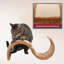 Grattoir pour chat