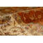 Wool Oriental Area Rug in Rust/Beige