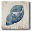 «Blue Shell IV» sur toile-1424613107