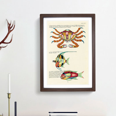 East Indies Fish & Crab Illustrations XXXIX by Louis Renard - Picture Frame Painting Print