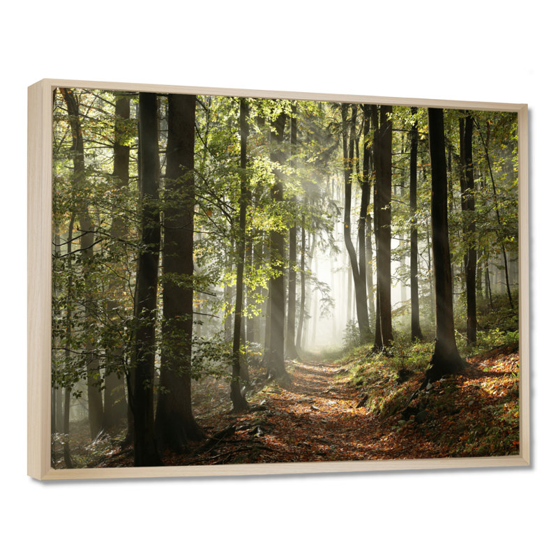 «Green Fall Forest with Sun Rays - Forest», reproduction de photo, H 12 po x l 20 po, Reproduction avec cadre flottant
