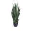 Plante de faux serpent 36 po (Sansevieria) en pot noir
