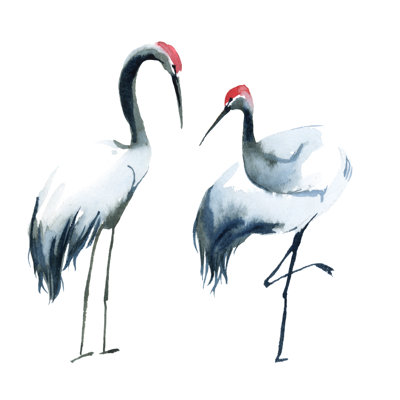 Watercolor Illustration