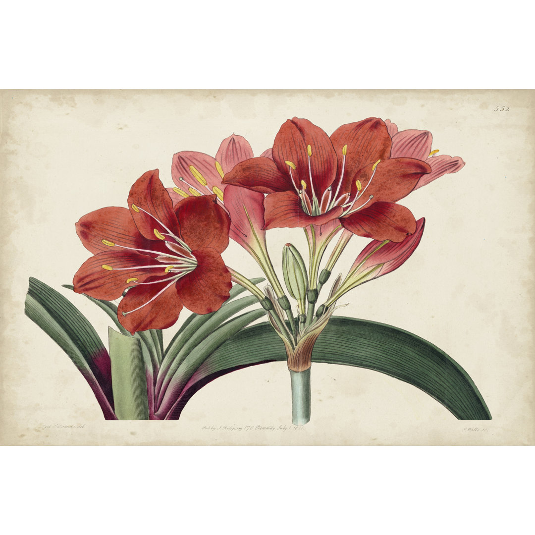 Leinwandbild Amaryllis Splendor II von Curtis