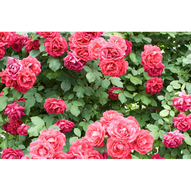 Rosebush - Wrapped Canvas Print, 81cm H x 122cm W x 3.8cm D