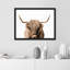 "Portrait de vache Shetland brune et blanche à deux tons" sur papier-98265845-98265847