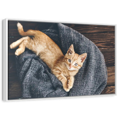 Resting Cat