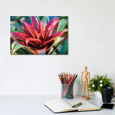 Red And Green Bromeliad, USA by Lisa S. Engelbrecht - Gallery-Wrapped Canvas Giclée on Canvas