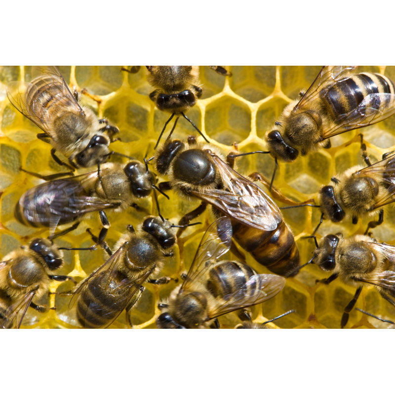 Tête d'abeilles, H 8 po x l 12 po