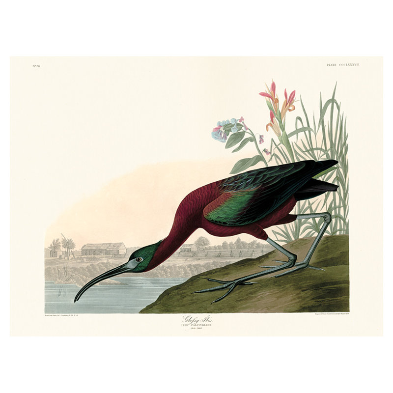 JOHN JAMES AUDUBON (GLOSSY IBIS) 60X80 CANVAS - Wrapped Canvas Canvas